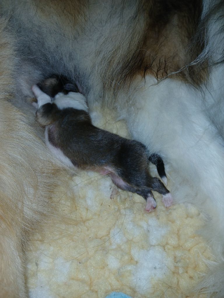 chiot Colley à poil long Du Royaume Des Etoiles