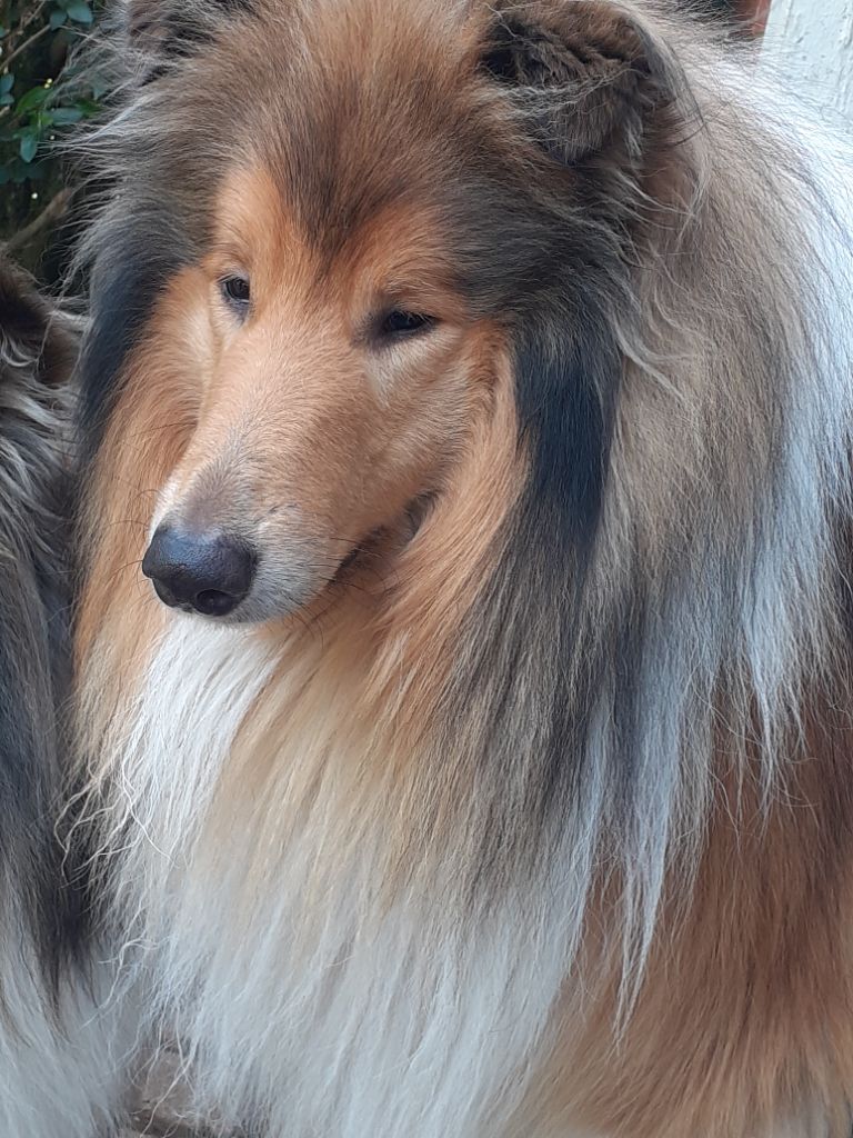 Sylver of ardennes heart's