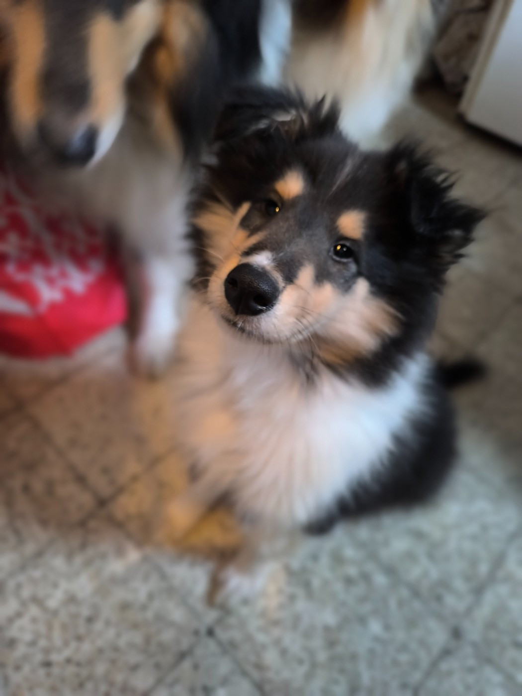 Du Royaume Des Etoiles - Chiot disponible